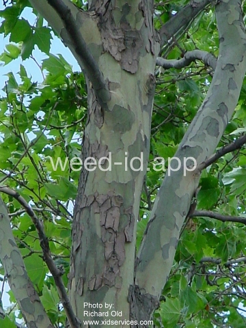 sycamore